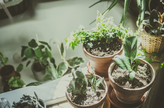 a cozy indoor garden with low-light plants