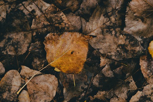 seasonal composting