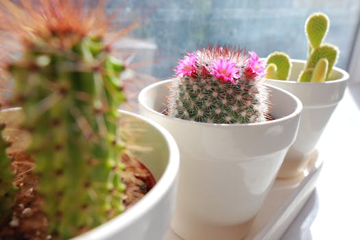 small potted plants on a windowsill