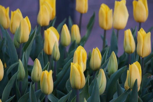 colorful flowers attracting bees