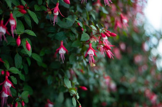 colorful garden with flowers