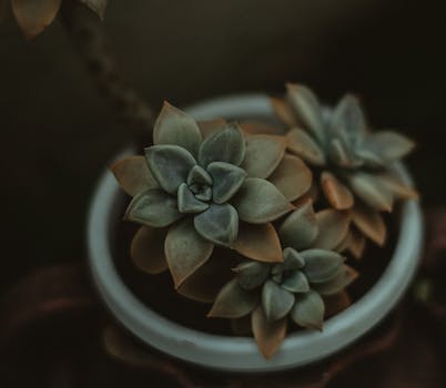 small container garden on a balcony