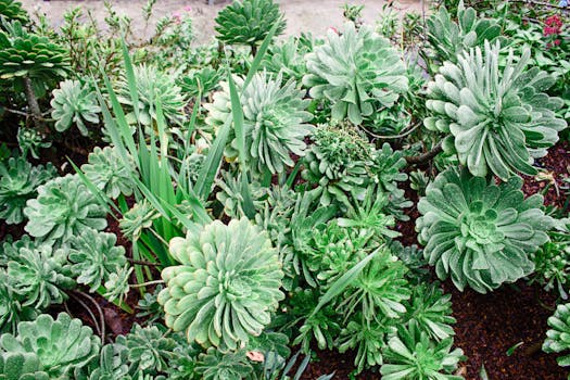 lush green garden with low-maintenance plants