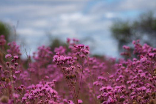 garden filled with diverse plant life