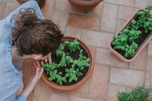 fresh herbs in a home garden