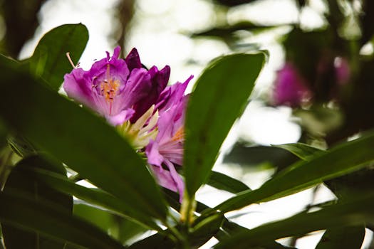 a flourishing home garden with seasonal flowers