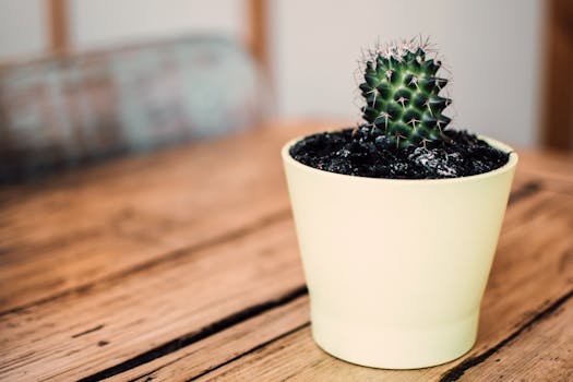 small indoor garden