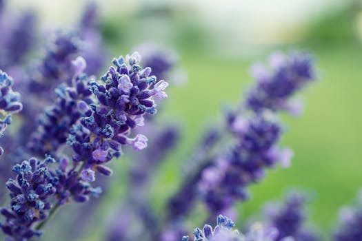 calming herb garden