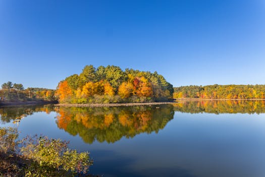 tranquil forest scene