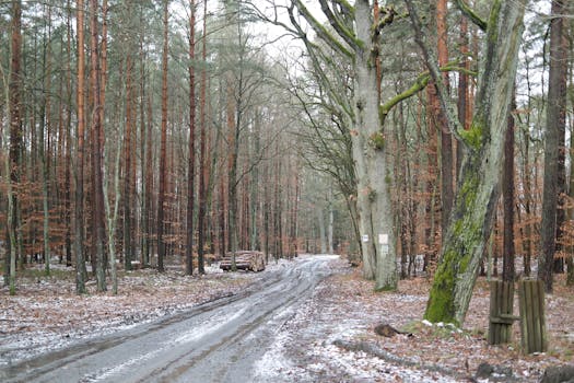 peaceful forest path