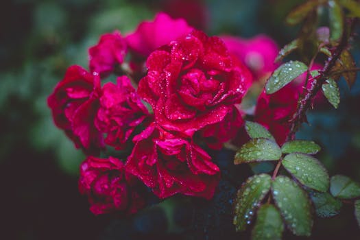 lush garden with flowers