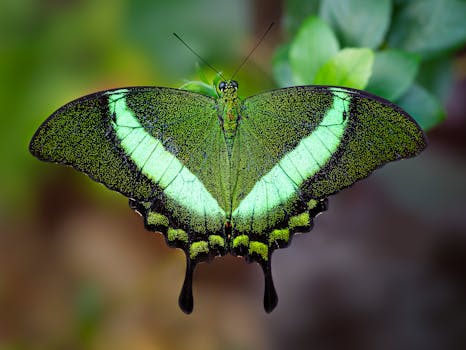 colorful garden attracting butterflies