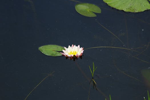 tranquil pond with lily pads