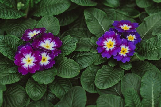 a garden flourishing with flowers