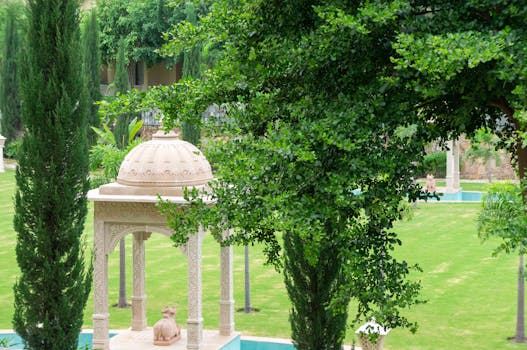 lush greenery in a park