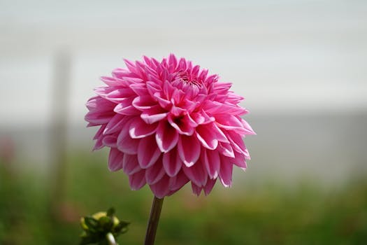 vibrant garden with colorful flowers