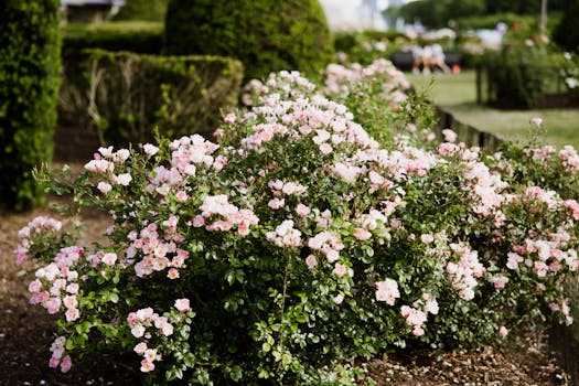 a vibrant garden in bloom