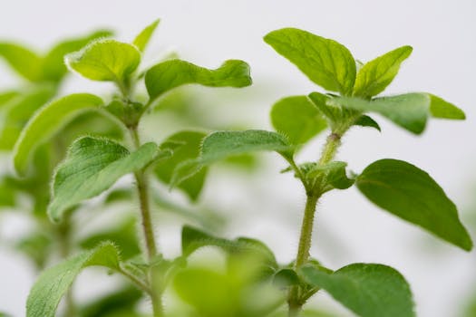 herb garden with basil and mint