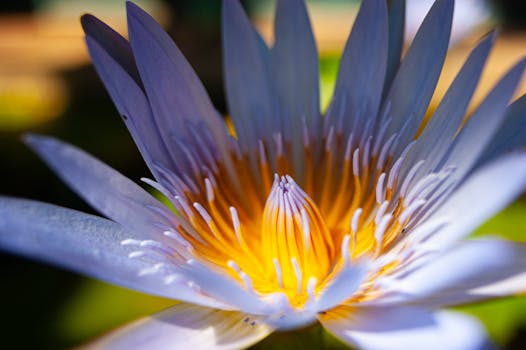 a colorful sensory garden