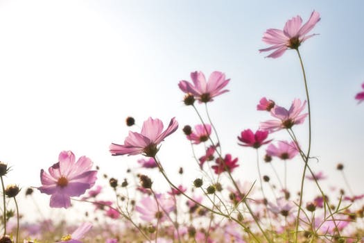 serene garden with blooming flowers