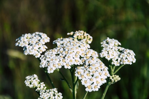 a serene garden with herbs