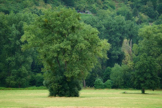 lush green park with trees