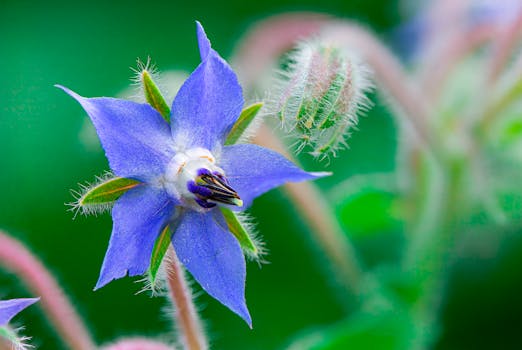 colorful flower garden