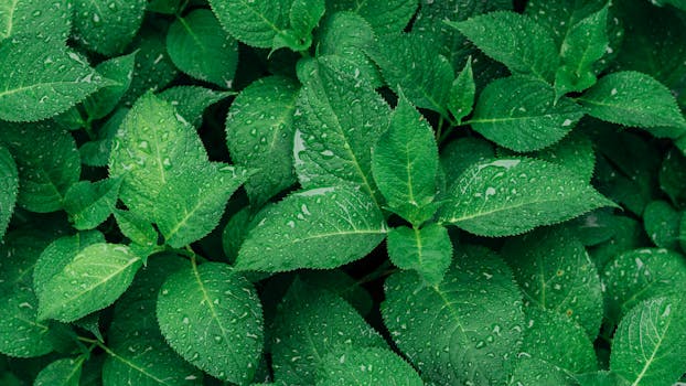 watered herb garden