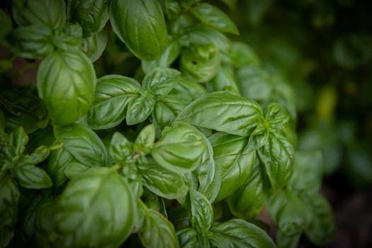 fresh herbs in a garden