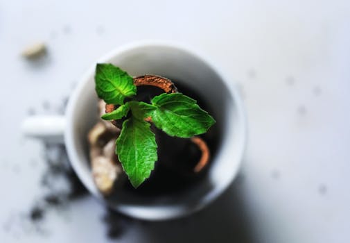 a vibrant home herbal garden