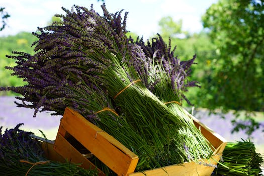 herbs planted in garden