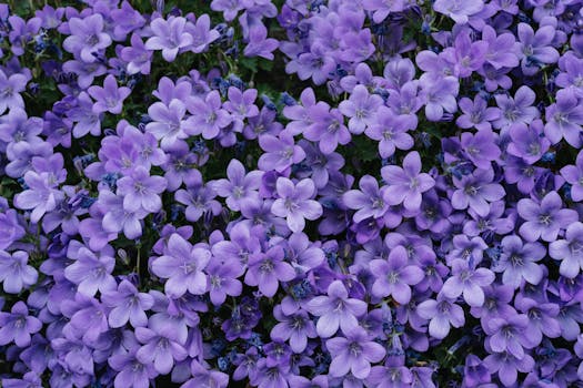 garden with lavender and chamomile