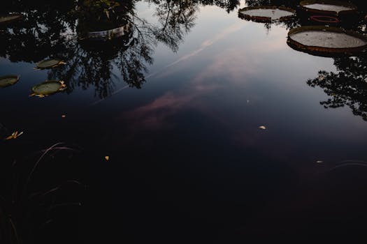 peaceful pond with gentle ripples