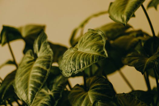 peace lily plant in a bright room