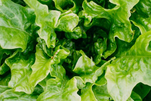 a flourishing vegetable garden