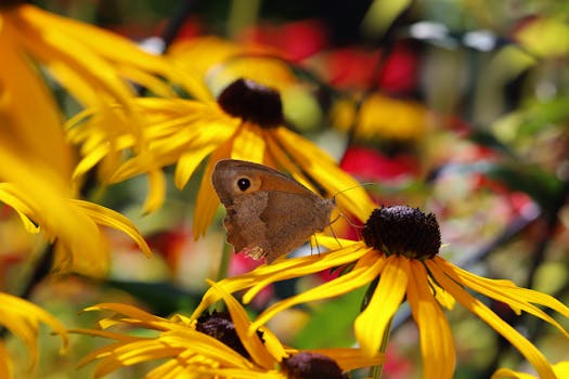 a peaceful garden with colorful flowers