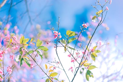 a peaceful garden with colorful flowers