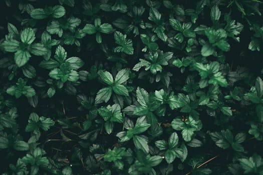 herb garden on a windowsill