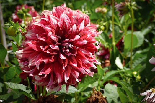 colorful garden with blooming flowers