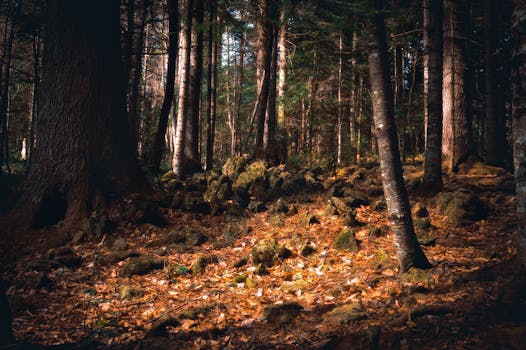 peaceful forest with sunlight filtering through trees