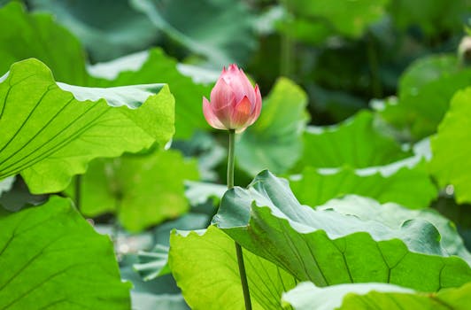 beautiful meditation garden setup