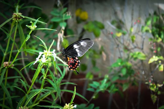 wildlife garden with diverse plants