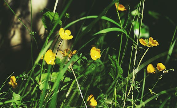 biodiverse garden with various plants