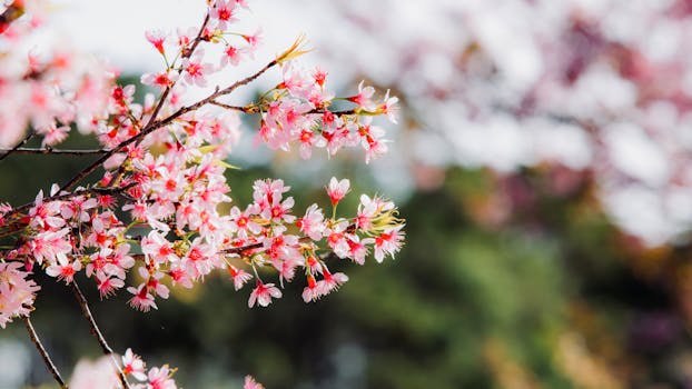 colorful flower garden