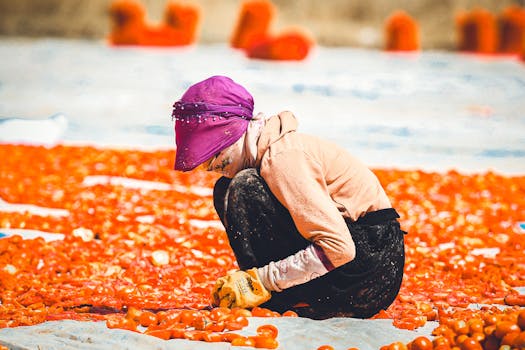 person tending to a garden