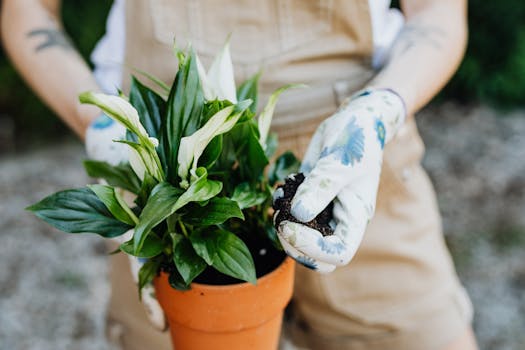 a person caring for a houseplant