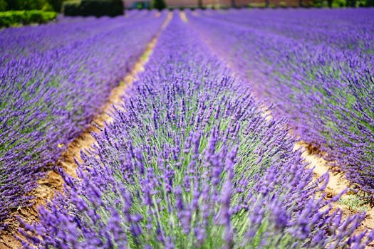 beautiful garden filled with lavender and jasmine