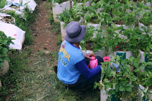 gardener tending to plants