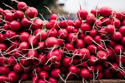 colorful vegetable harvest