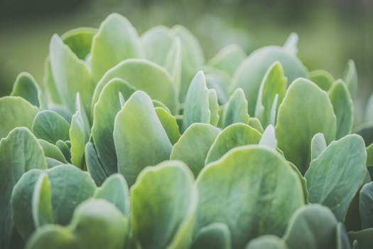 close-up of healthy soil with microbes